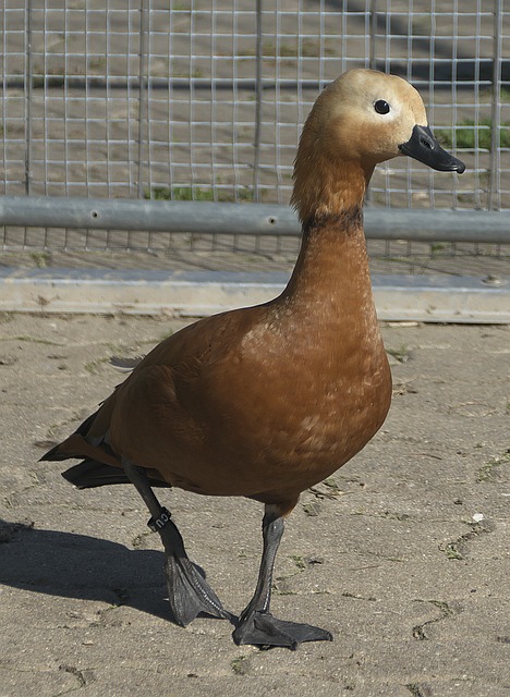 以及背后团